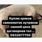 Куплю хряков свиноматок - фото № 1