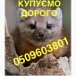 Купуємо шкіри куниці по усій Україні ДОРОГО - фото № 1