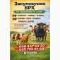 Куплю ВРХ (коров, быков, коней) - фото № 1