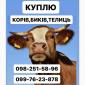 Покупаем врх ДОРОГО коровы быки - фото № 1