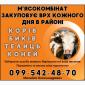 Скупка коров быков - фото № 1
