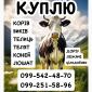 Постоянно закупаем КРС коровы бычки - фото № 1