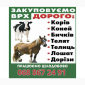 Закупка телят и коней в Житомире - фото № 1