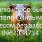 Закупки крс - фото № 1