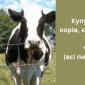 Купуємо корів - фото № 1