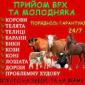 Заготовка врх и коней на мясо и содержание - фото № 1