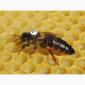 Apis mellifera carnica - фото № 1