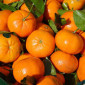 Продам мандарины - фото № 1