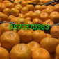 Продам мандарины оптом турция л - фото № 1