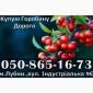 Закупаем ягоду рябины!Дорого - фото № 1