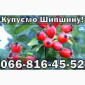 На постійній основі купую Шипшину!Дорого - фото № 1
