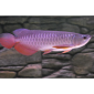 Super red arowana fish and stingray fish for sale - фото № 2