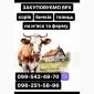 Купляємо ВРХ - фото № 1