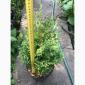 Туя західна Колумна(Thuja occidentalis ‘Columna) – 0 - фото № 1