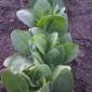 Рассада табака крепкого - фото № 1
