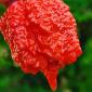 Carolina Reaper сверхострый перец сушеный. - фото № 1