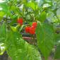 Острый перец Carolina Reaper - фото № 1