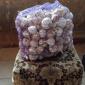 Продам, часник однозубка на посадку, калібр 2-3-3 - фото № 1