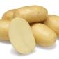 Картофель на посадку Джолин 2,5 кг ,1 репродукция - фото № 1