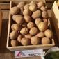 Семенной картофель Пикассо 2,5 кг (1 репродукция) - фото № 1