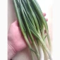 Зеленая луковица перо на продажу - фото № 5