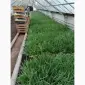 Продам зеленый лук (перо) - фото № 2