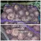 Продам Свекла сорт зеппо - фото № 1