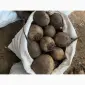 Продам буряк гарної якості. Круглий від 5-12 та є довгий(целиндер) від 4-10 - фото № 1