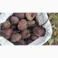 Продам буряк Зепо маю обєм - фото № 1