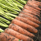 Продаж моркви сорту Оло Россо і Кантон - фото № 1