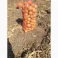 Продам лук сорт "Медуза" - фото № 1