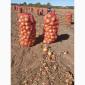 Продам лук - фото № 1