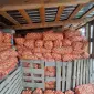 Продам цибулю Штутгартен на зелень - фото № 3