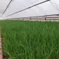 Продам цибулю Штутгартен на зелень - фото № 4