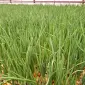 Продам цибулю Штутгартен на зелень - фото № 5