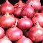 Продам лук и чеснок из Египта - фото № 1