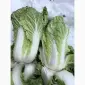 Куплю Пекинскую капусту на постоянной основе - фото № 1