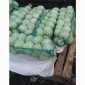Продам капусту сорта Сторідор и Аргесор - фото № 1