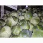 Продам капусту для шинковки центурион продикус - фото № 2