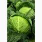 Куплю капусту - фото № 1