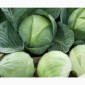Продаю Капусту білоголову різних сортів - фото № 1