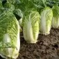 Куплю пекинскую капусту оптом со складов и холодильников от 10 тонн - фото № 1