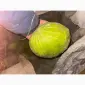 Бесплатно на переработку капуста Центурион - фото № 1