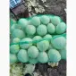 Продам капуста епікур - фото № 2