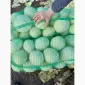 Продам капуста епікур - фото № 3