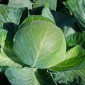 Продаж капусти сорту Бригадир-Вісконт - фото № 2