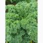 Продам.Свіжа капуста Кале(Kale) – суперфуд прямо з поля! Еко-продукт. Урожай 2025 - фото № 1