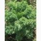 Продам.Свіжа капуста Кале(Kale) – суперфуд прямо з поля! Еко-продукт. Урожай 2025 - фото № 3