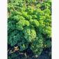 Продам.Свіжа капуста Кале(Kale) – суперфуд прямо з поля! Еко-продукт. Урожай 2025 - фото № 4