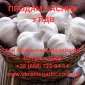 Продам чеснок с НДС для бюджетный организаций - фото № 1